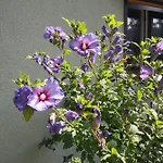 Vakantiehuis Waltraud