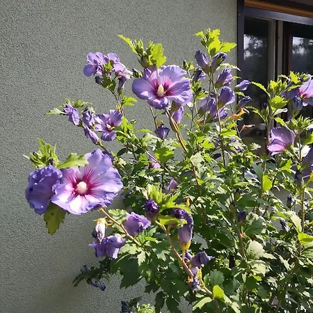 בית נופש Waltraud